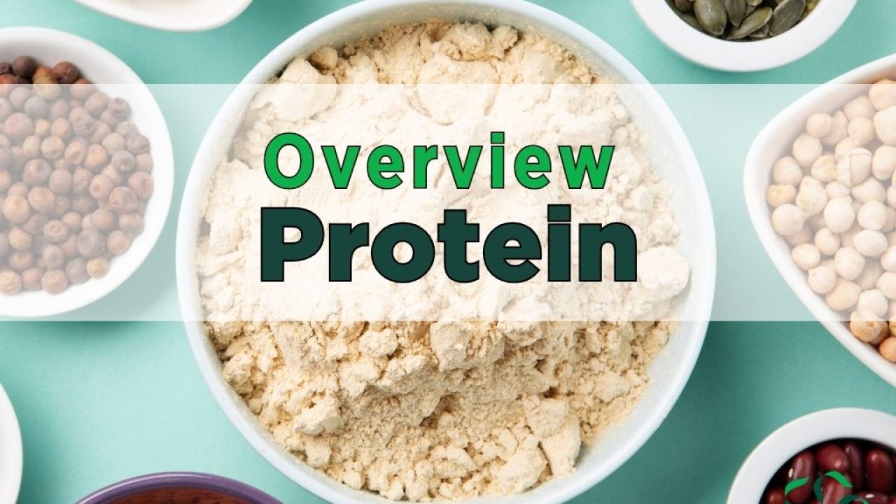 protein overview