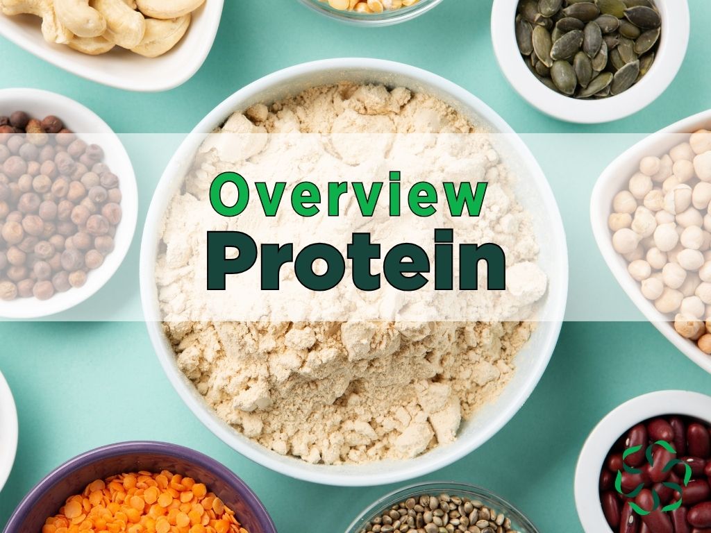 protein overview